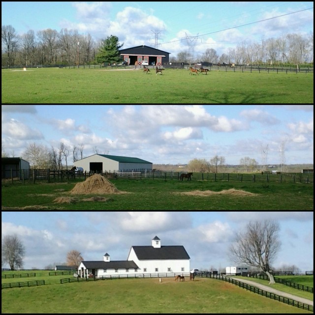 run the bluegrass horse barns
