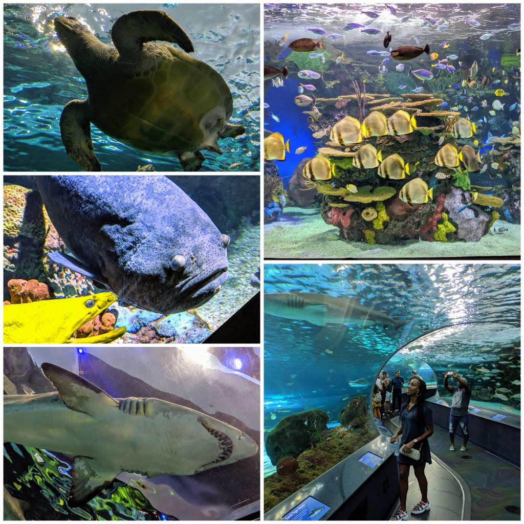 Ripley's Aquarium Canada